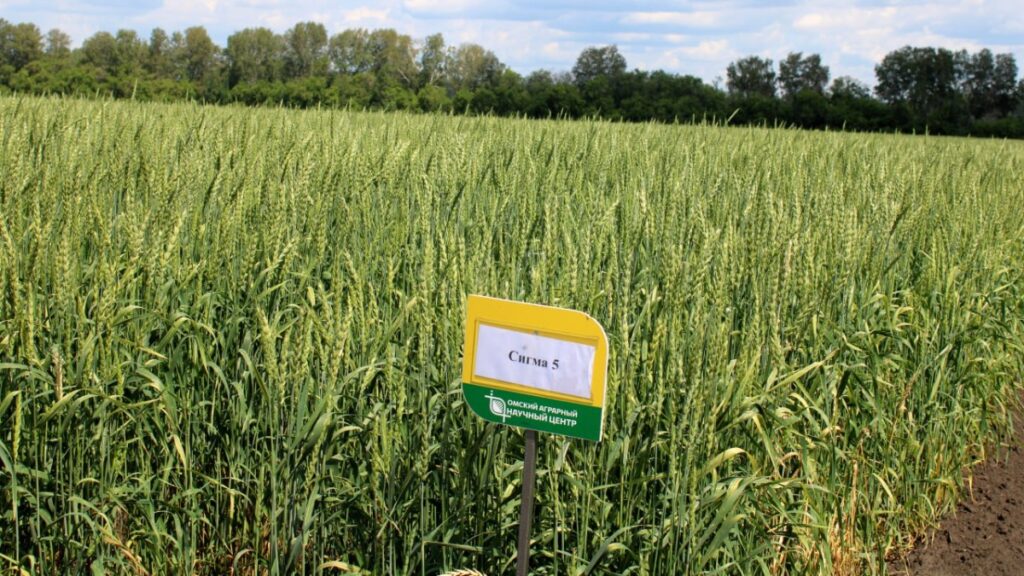 Новый сорт яровой пшеницы, созданный по технологии ускоренной селекции, включен в Госреестр