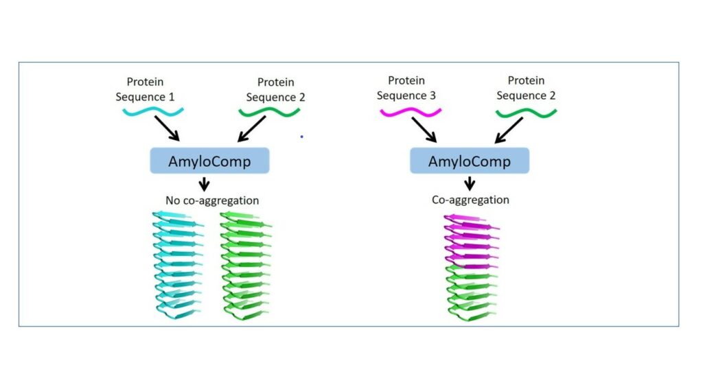 Генетики СПбГУ создали первую в мире программу по поиску амилоидов, включающих разные белки