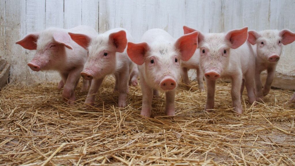 В Курчатовском геномном центре оптимизируют селекцию в свиноводстве