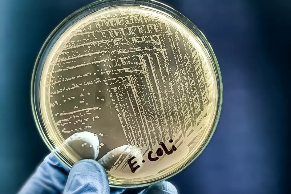 Российские биологи построили карты пространственной организации генома кишечной палочки