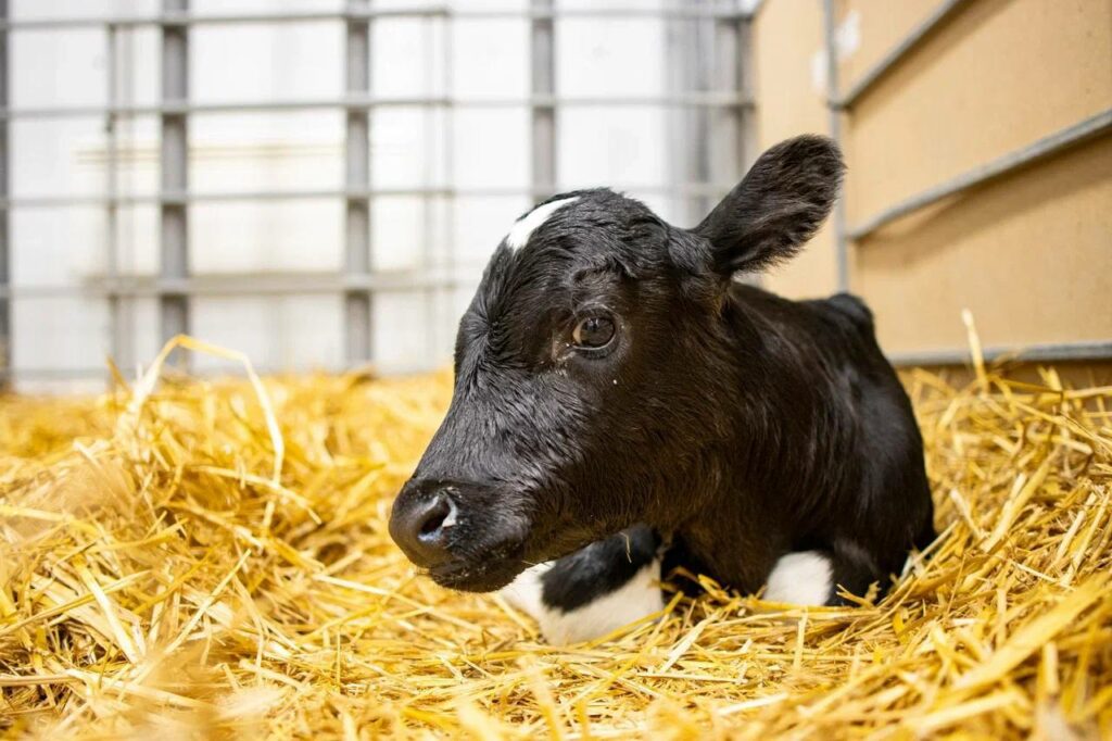 ТАСС. На Кубани доработают технологию клонирования коров