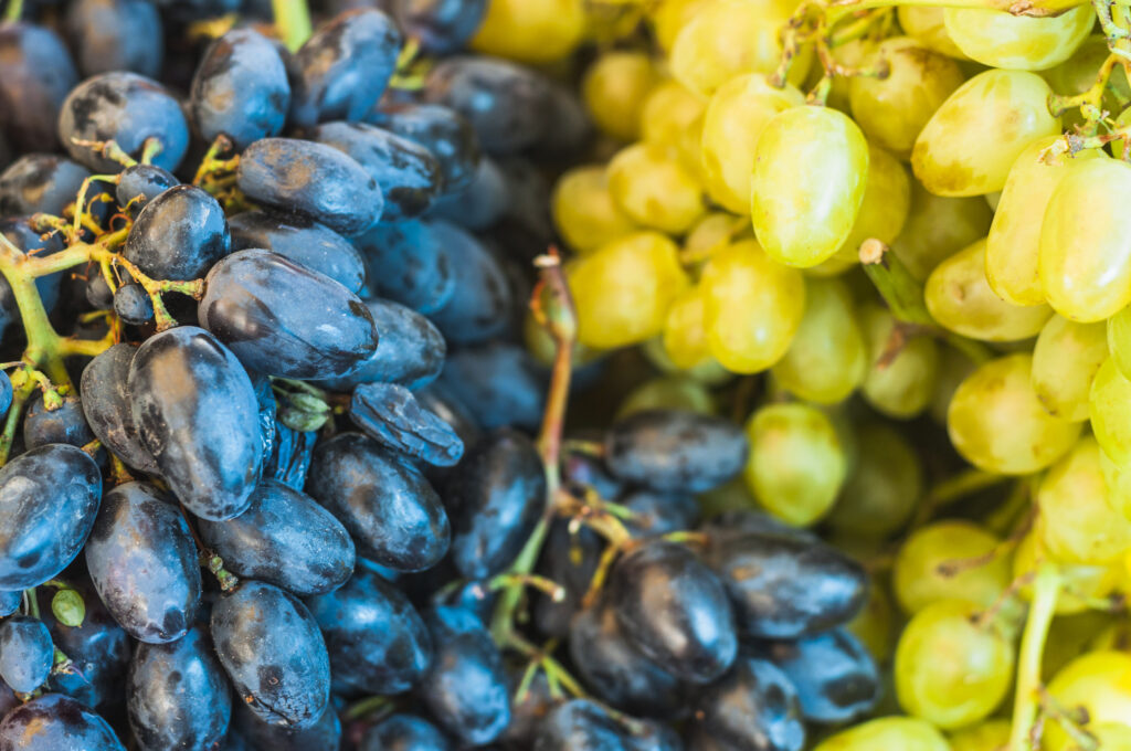 ТАСС. Курчатовский институт издаст первый том атласа автохтонных сортов винограда РФ