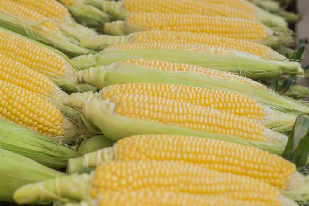 РИА Новости. Ученые ИЦиГ создали «генетическую карту» 500 сортов кукурузы РИА Новости. Ученые ИЦиГ создали «генетическую карту» 500 сортов кукурузы